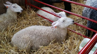 wp-1409543432338 image