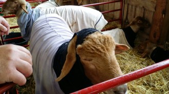 wp-1409543447040 image