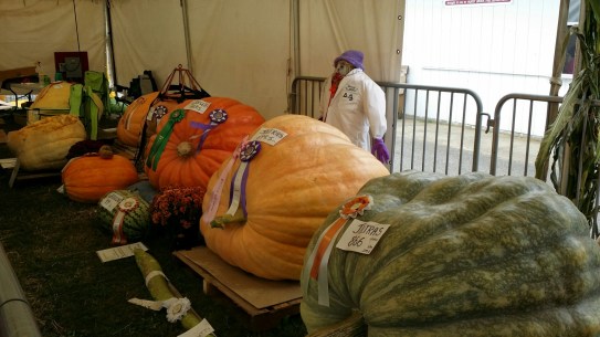 wp-1409543537543 image