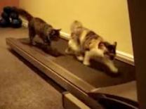 cats running
